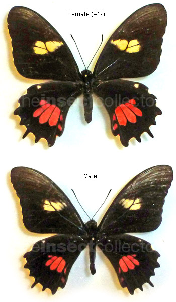 Papilio isidorus