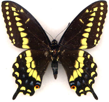 Papilio polyxenes x P.zelicaon