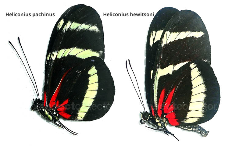 Heliconius pachinus 