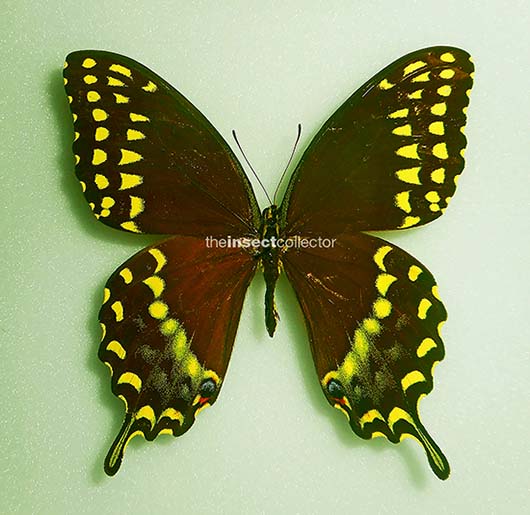 Papilio palamedes 