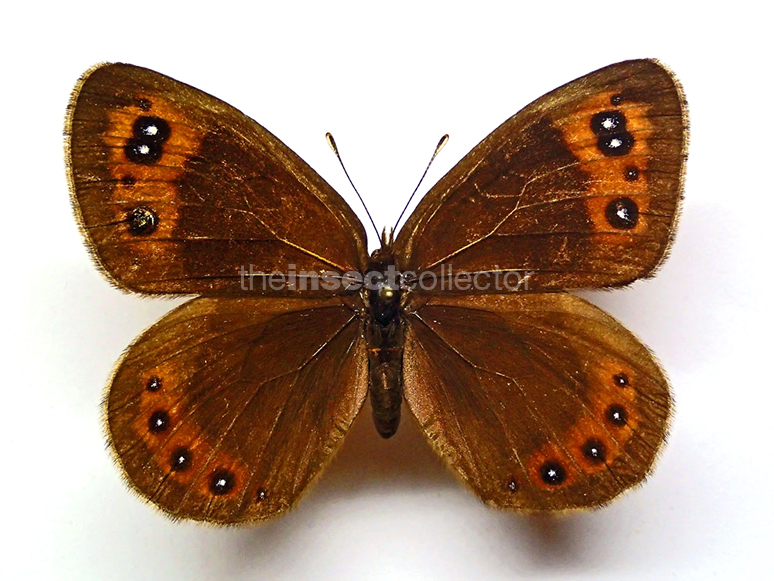 Erebia palarica