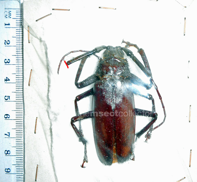 Macrotoma palmata