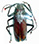 Macrotoma palmata Macrotoma palmata