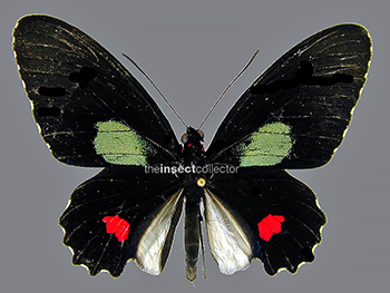 Parides panares 