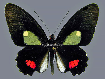 Parides panares 