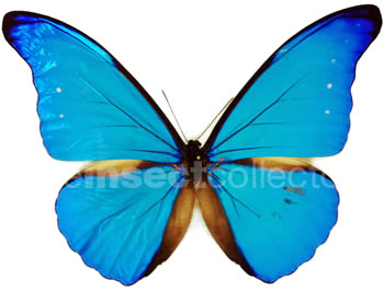 Morpho rhetenor