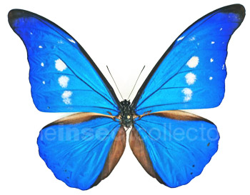 Morpho rhetenor