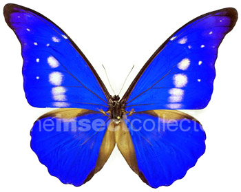 Morpho rhetenor