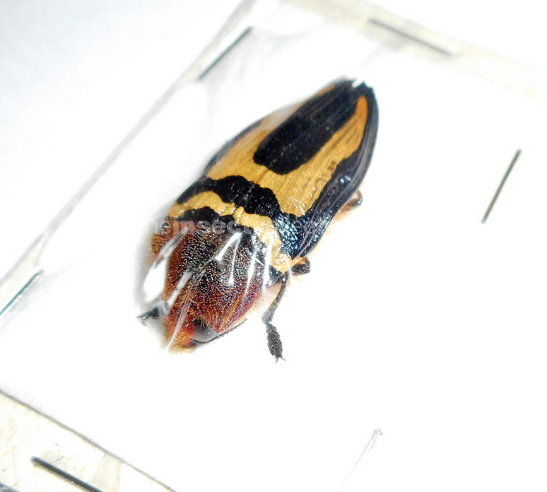 Conognatha parallelogramma