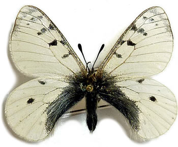 Parnassius arcticus 