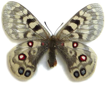 Parnassius augustus