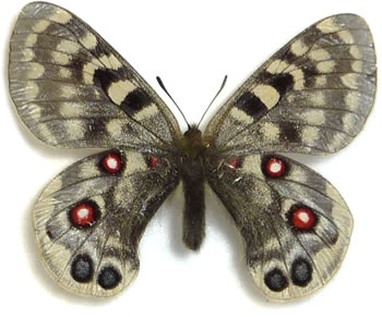 Parnassius augustus