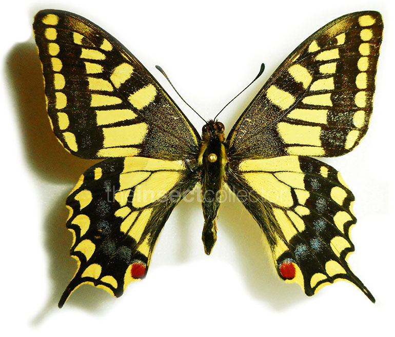 Papilio machaon