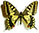 Papilio machaon