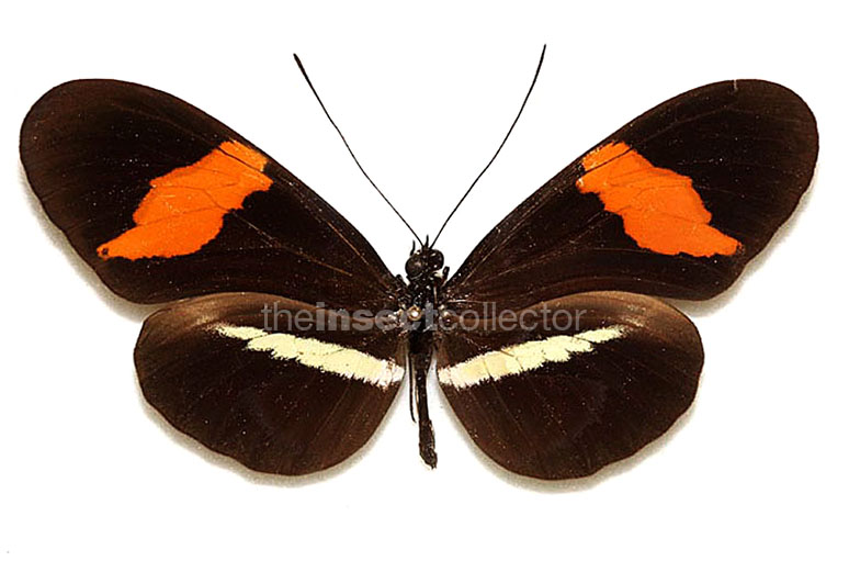 Heliconius erato 