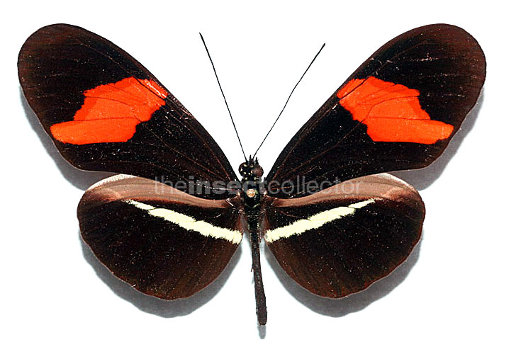 Heliconius erato 