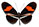 Heliconius erato 