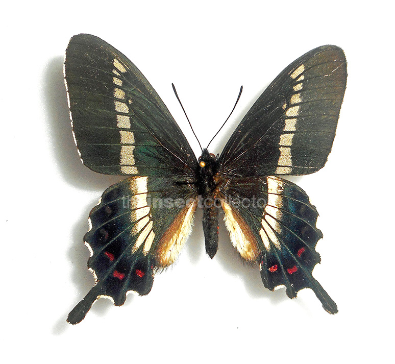 Parides phalaecus