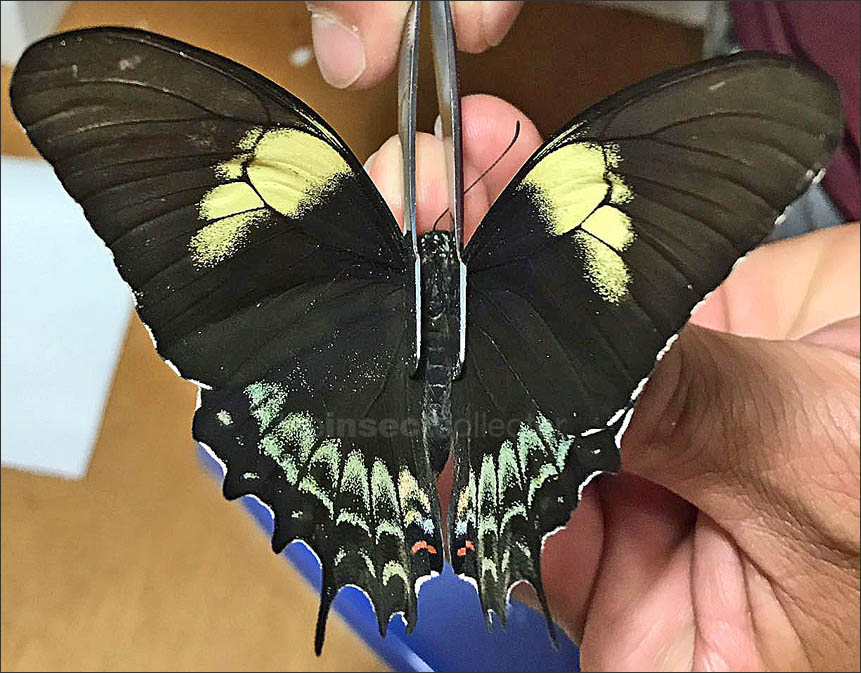 Papilio astyalus