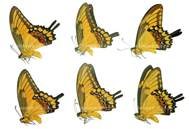 Papilio astyalus