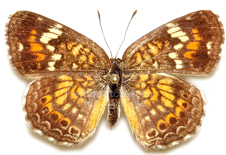 Phyciodes phaon 