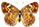 Phyciodes phaon 