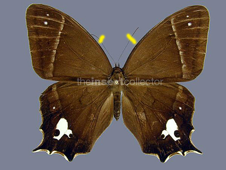 Antirrhea philaretes (= miltiades) 