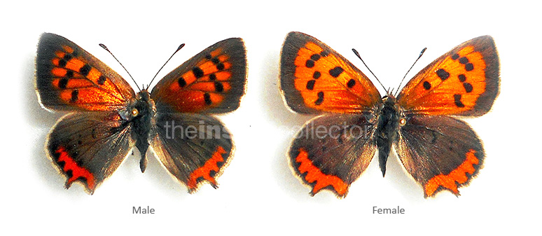 Lycaena phlaeas 