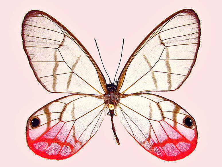 Cithaerias. 