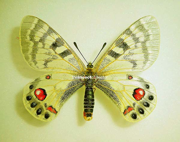 Parnassius romanovi