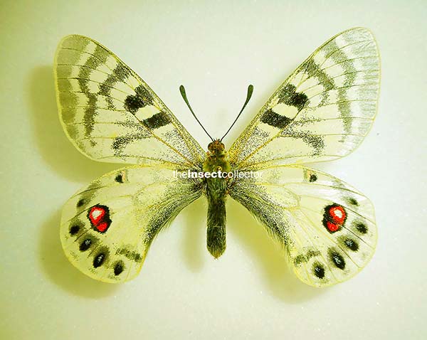 Parnassius romanovi