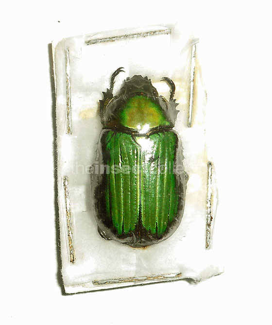 Chrysina plusiotina