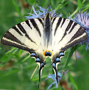 Iphiclides podalirius 