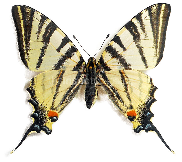 Iphiclides podalirius