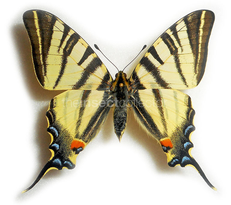 Iphiclides podalirius