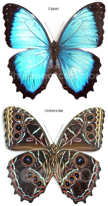 Morpho granadensis 