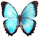 Morpho granadensis 