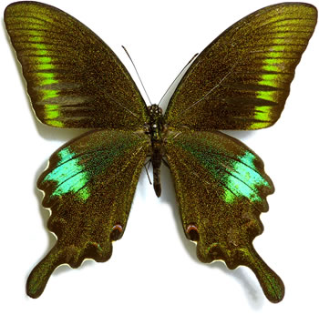 Papilio polyctor