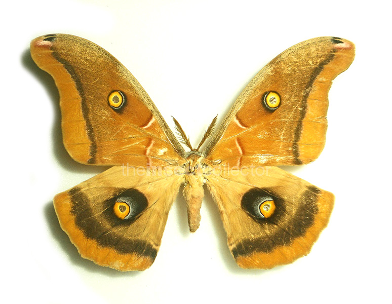 Antheraea polyphemus