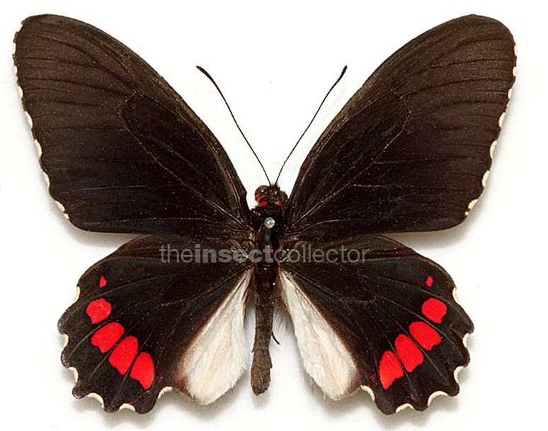 Parides erithalion 