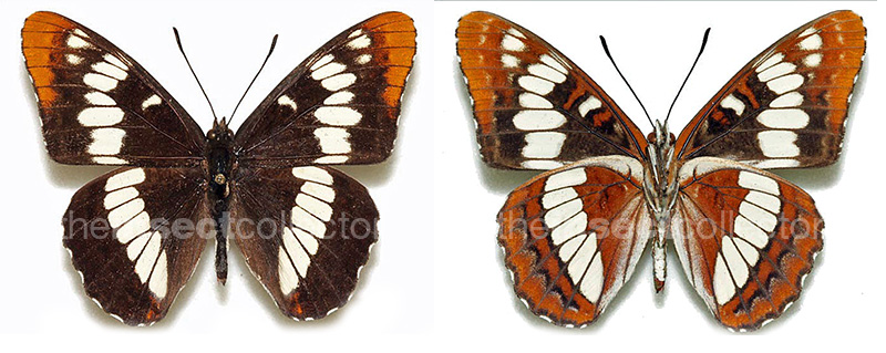 Limenitis lorquini