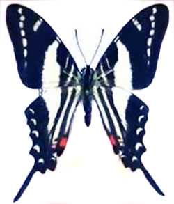 Protographium marcellinus