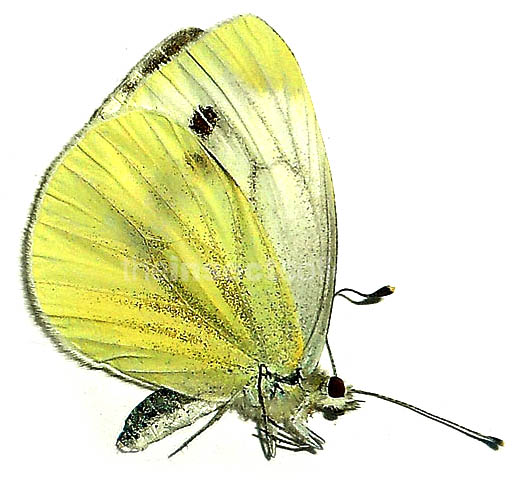 Pieris pseudorapae 