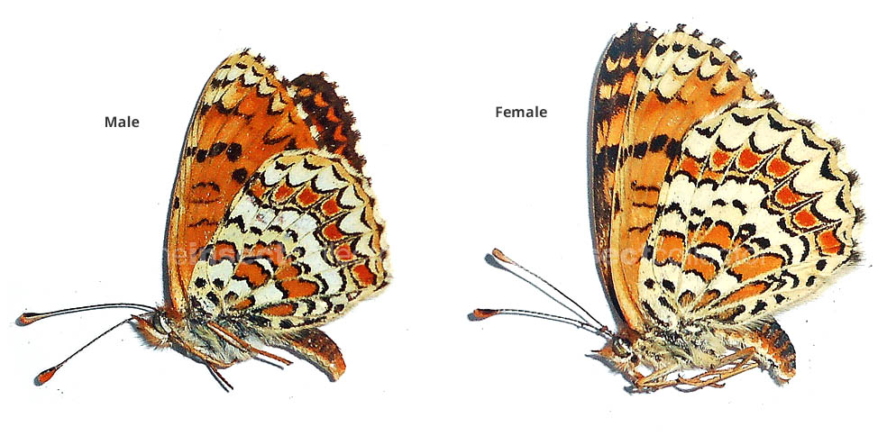 Melitaea punica 