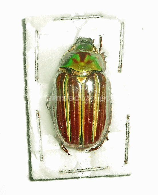 Chrysina quetzalcoatli