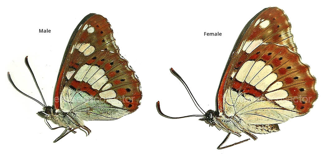 Limenitis reducta