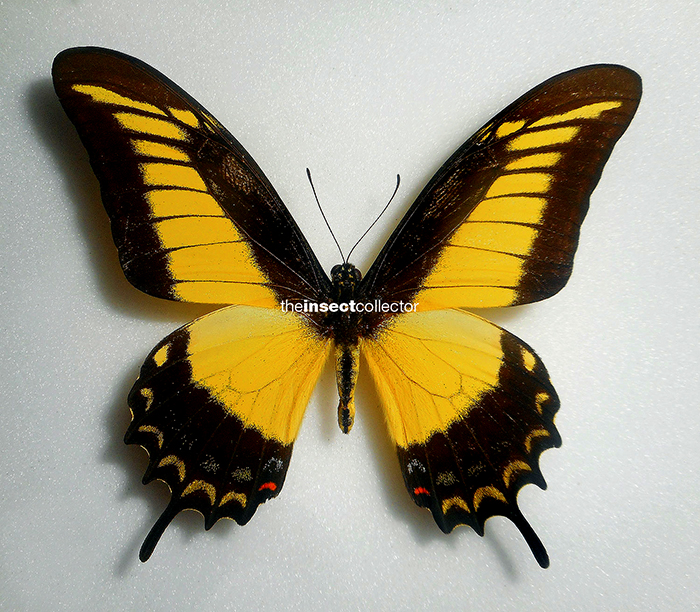 Papilio androgeus 