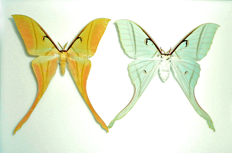 Actias rhodopneuma 