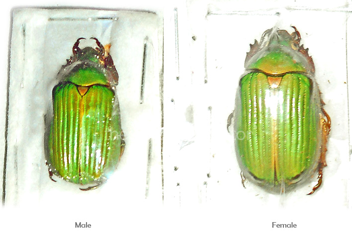 Chrysina robackeri