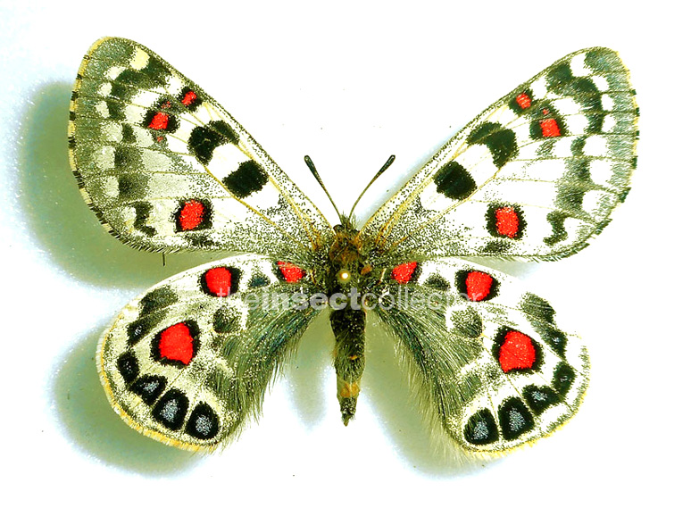 Parnassius acco